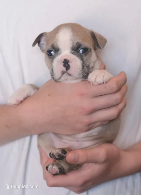 Boomi – Boston Terrier puppy for sale in Stevensville, MT