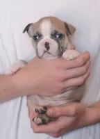 Boomi, a male Boston Terrier for sale in Stevensville, MT – 1 of 7