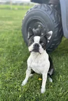 Roku, a male Boston Terrier for sale in Stevensville, MT – 10 of 10