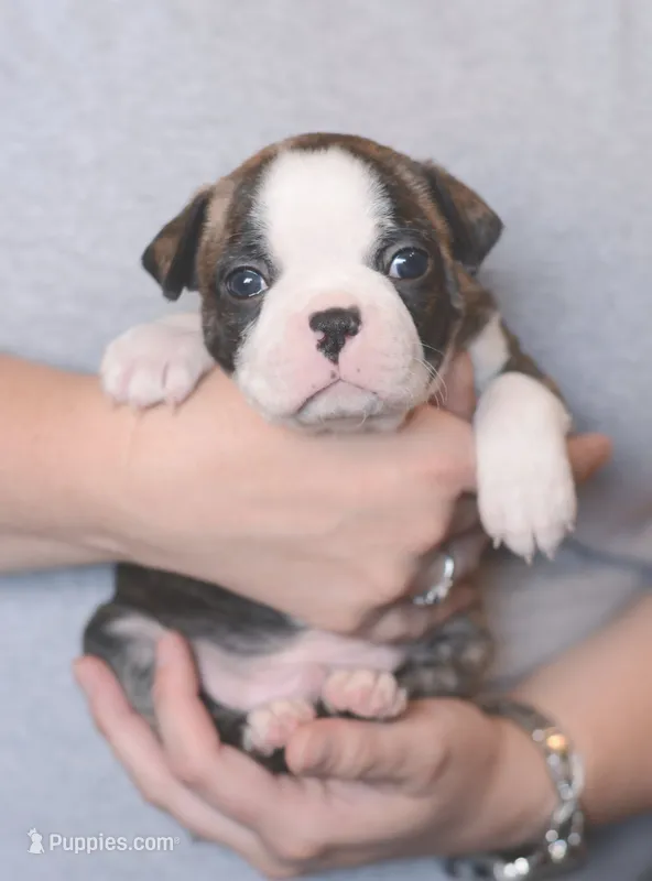 Bonsai – Boston Terrier puppy for sale in Stevensville, MT