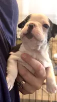 Roku, a male Boston Terrier for sale in Stevensville, MT – 2 of 10
