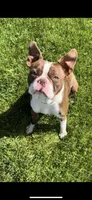 Kona, a female Boston Terrier for sale in Stevensville, MT – 5 of 6