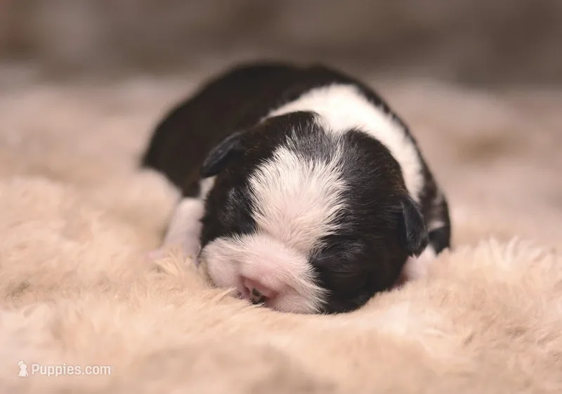 Kona – Boston Terrier puppy for sale in Stevensville, MT