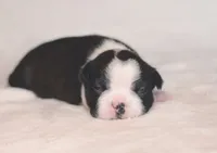 Misaki, a female Boston Terrier for sale in Stevensville, MT – 4 of 9