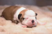 Suki, a female Boston Terrier for sale in Stevensville, MT – 4 of 6