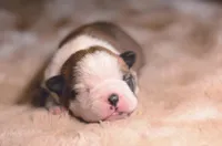 Suki, a female Boston Terrier for sale in Stevensville, MT – 1 of 6