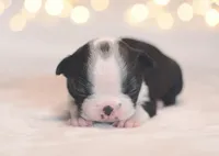 Hiro, a male Boston Terrier for sale in Stevensville, MT – 4 of 7