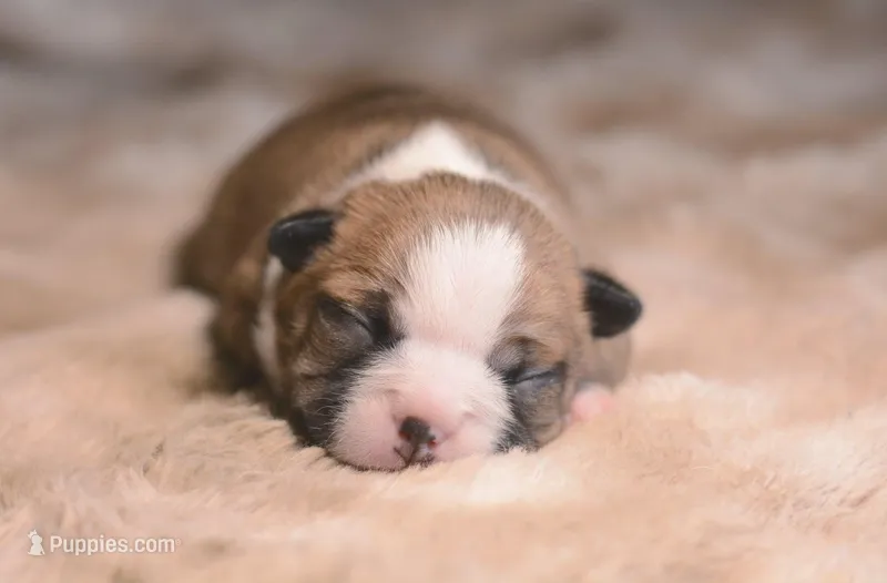 General Iroh – Boston Terrier puppy for sale in Stevensville, MT