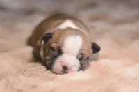 General Iroh, a male Boston Terrier for sale in Stevensville, MT – 1 of 6