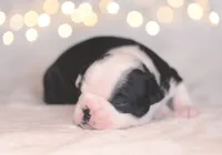 Po, a male Boston Terrier for sale in Stevensville, MT – 2 of 9