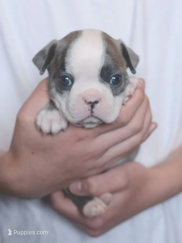 Wasabi – Boston Terrier puppy for sale in Stevensville, MT