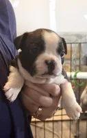 Misaki, a female Boston Terrier for sale in Stevensville, MT – 2 of 9