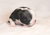 Hiro, a male Boston Terrier for sale in Stevensville, MT – 2 of 7