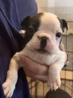 Roku, a male Boston Terrier for sale in Stevensville, MT – 1 of 10