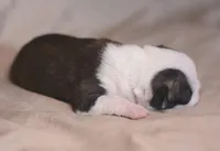 Nori, a female Boston Terrier for sale in Stevensville, MT – 2 of 6