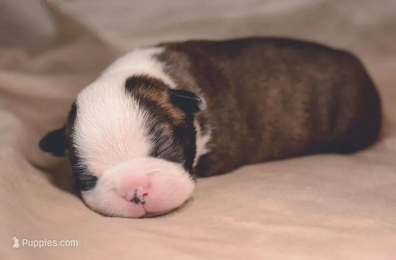 Nori – Boston Terrier puppy for sale in Stevensville, MT