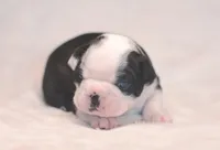 Po, a male Boston Terrier for sale in Stevensville, MT – 3 of 9