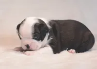 Po, a male Boston Terrier for sale in Stevensville, MT – 7 of 9
