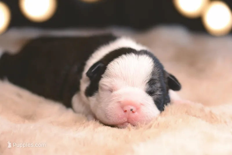 Miso – Boston Terrier puppy for sale in Stevensville, MT