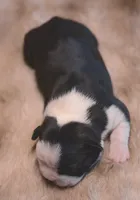 Miso, a female Boston Terrier for sale in Stevensville, MT – 3 of 6
