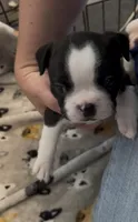 Misaki, a female Boston Terrier for sale in Stevensville, MT – 1 of 9