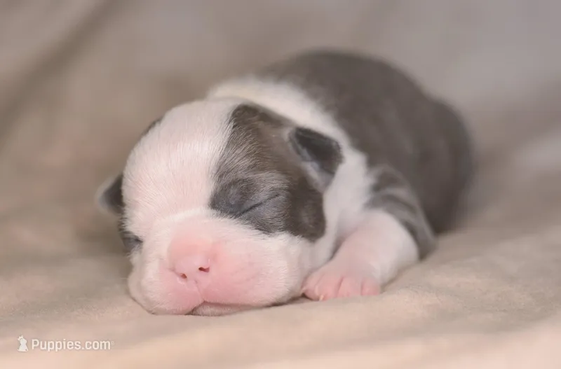 Wasabi – Boston Terrier puppy for sale in Stevensville, MT