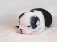Roku, a male Boston Terrier for sale in Stevensville, MT – 5 of 10