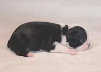 Roku, a male Boston Terrier for sale in Stevensville, MT – 7 of 10
