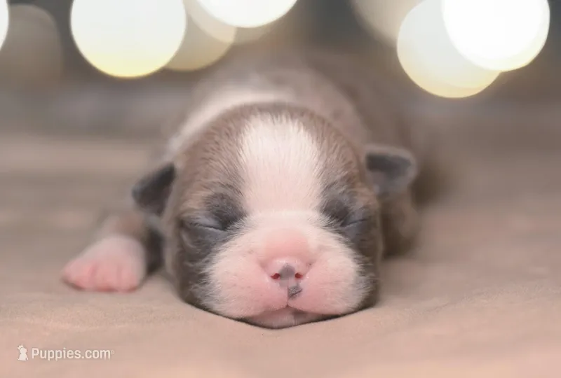 Boomi – Boston Terrier puppy for sale in Stevensville, MT