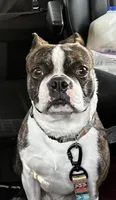 Boomi, a male Boston Terrier for sale in Stevensville, MT – 6 of 6