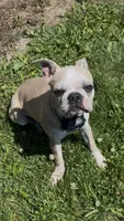 Boomi, a male Boston Terrier for sale in Stevensville, MT – 5 of 6