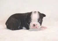 Hiro, a male Boston Terrier for sale in Stevensville, MT – 3 of 7