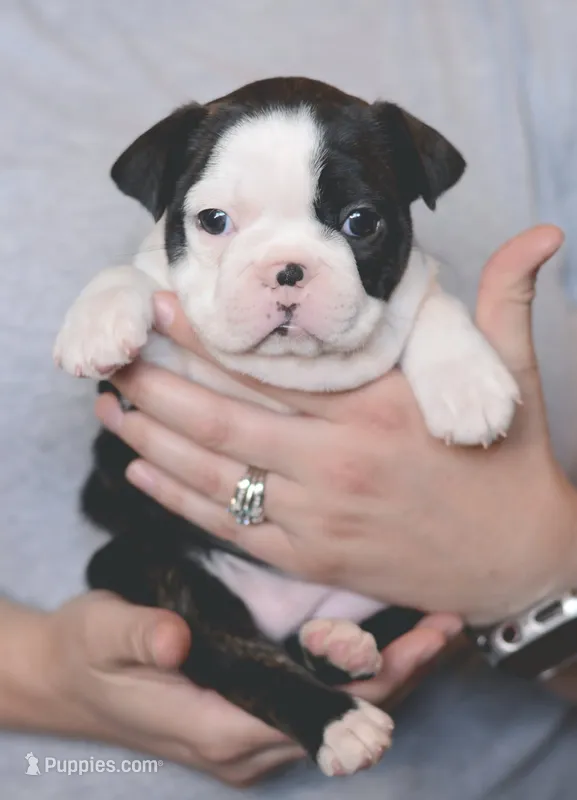 Miso – Boston Terrier puppy for sale in Stevensville, MT