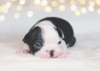 Roku, a male Boston Terrier for sale in Stevensville, MT – 4 of 10