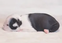 Roku, a male Boston Terrier for sale in Stevensville, MT – 6 of 10