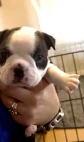 Po, a male Boston Terrier for sale in Stevensville, MT – 1 of 9