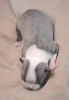 Kenji, a male Boston Terrier for sale in Stevensville, MT – 4 of 7