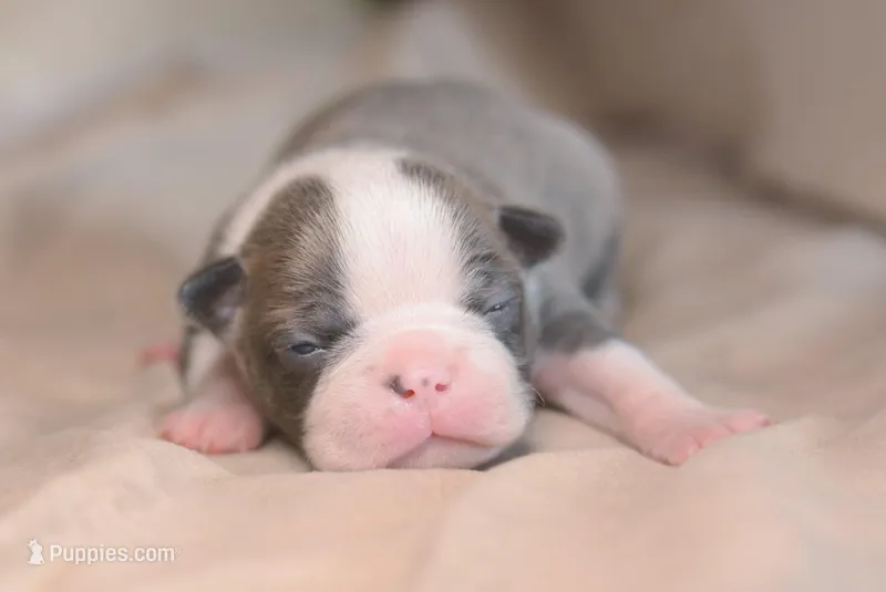 Kenji – Boston Terrier puppy for sale in Stevensville, MT
