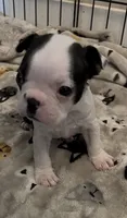 Roku, a male Boston Terrier for sale in Stevensville, MT – 3 of 10