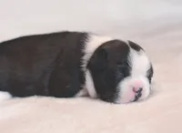 Misaki, a female Boston Terrier for sale in Stevensville, MT – 6 of 9