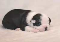 Po, a male Boston Terrier for sale in Stevensville, MT – 5 of 9