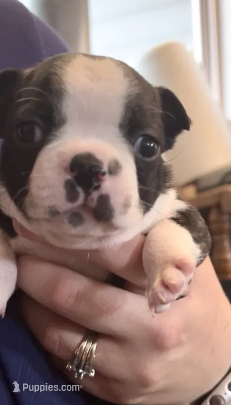 Hiro – Boston Terrier puppy for sale in Stevensville, MT