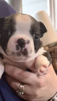 Hiro, a male Boston Terrier for sale in Stevensville, MT – 1 of 7