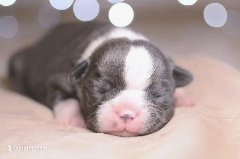 Nova – Boston Terrier puppy for sale in Stevensville, MT