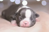 Nova, a female Boston Terrier for sale in Stevensville, MT – 1 of 6