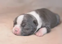 Nova, a female Boston Terrier for sale in Stevensville, MT – 3 of 6