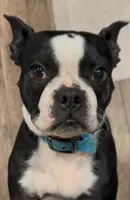 Nova, a female Boston Terrier for sale in Stevensville, MT – 5 of 6