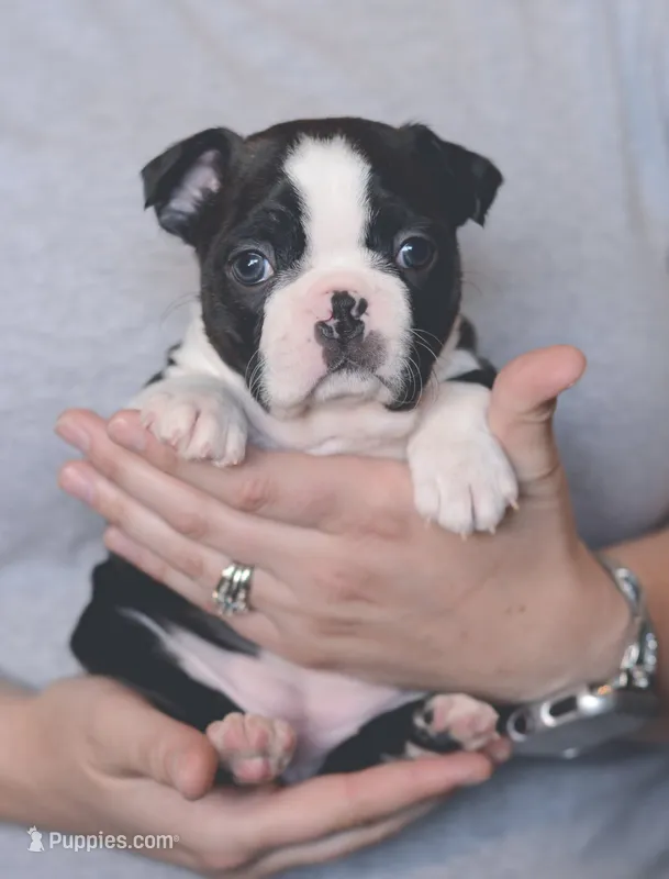 Kona – Boston Terrier puppy for sale in Stevensville, MT
