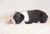 Hiro, a male Boston Terrier for sale in Stevensville, MT – 5 of 7