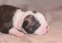 Bonsai, a male Boston Terrier for sale in Stevensville, MT – 3 of 7